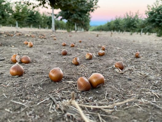 Norpro, Nut and Topping Chopper – Oregon Orchard, Hazelnut Growers of Oregon