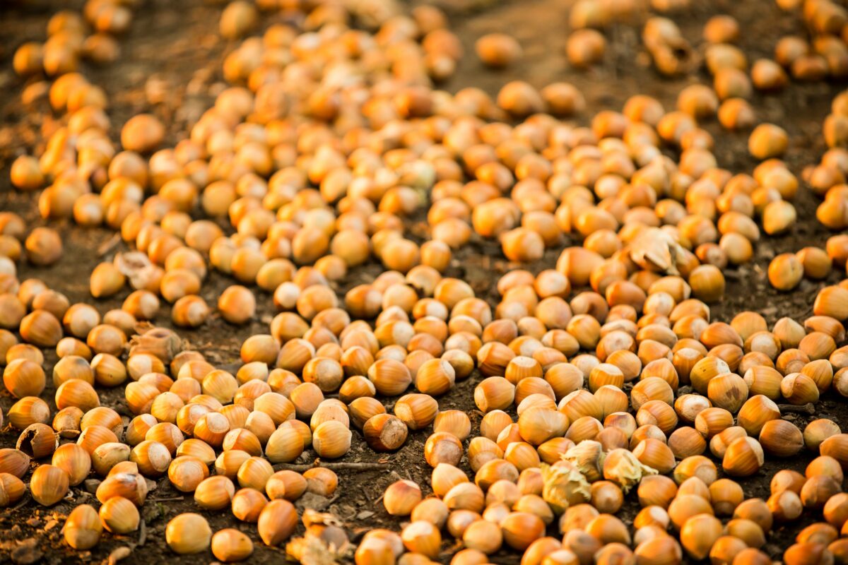 Oregon Orchard, Hazelnut Growers of Oregon