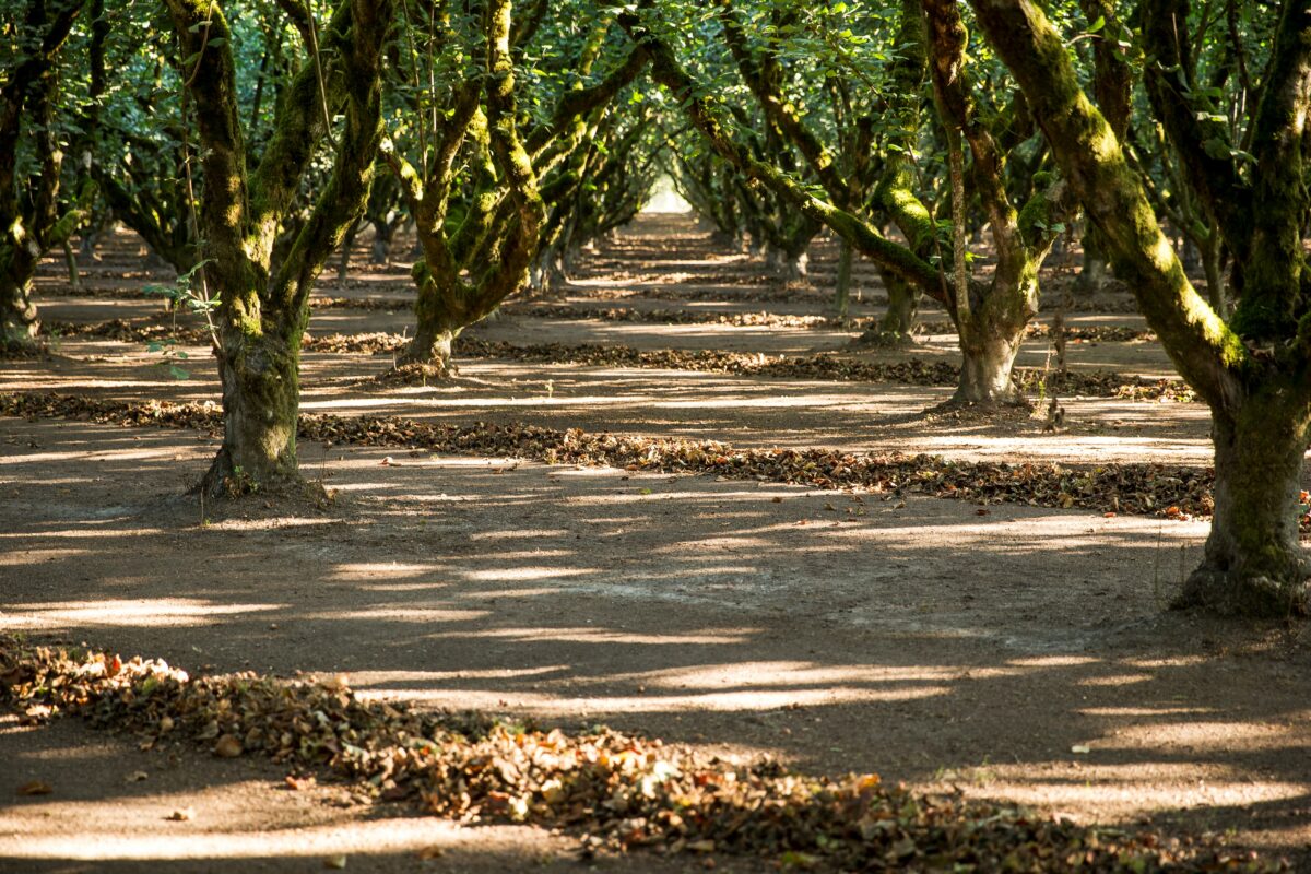 Oregon Orchard, Hazelnut Growers of Oregon