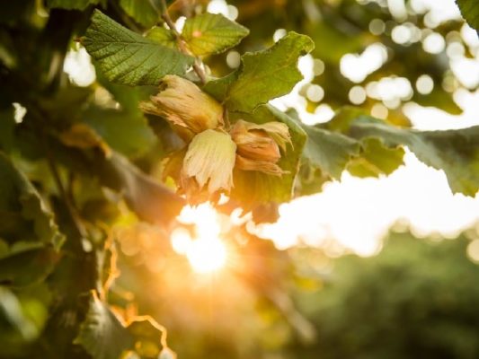 Norpro, Nut and Topping Chopper – Oregon Orchard, Hazelnut Growers